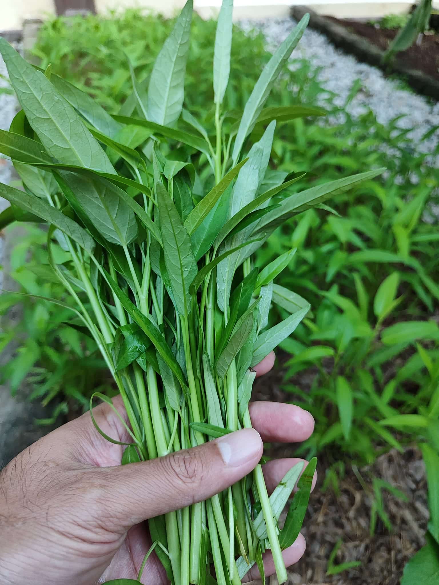 5 jenis tanaman ini mudah saja boleh tanam di luar rumah