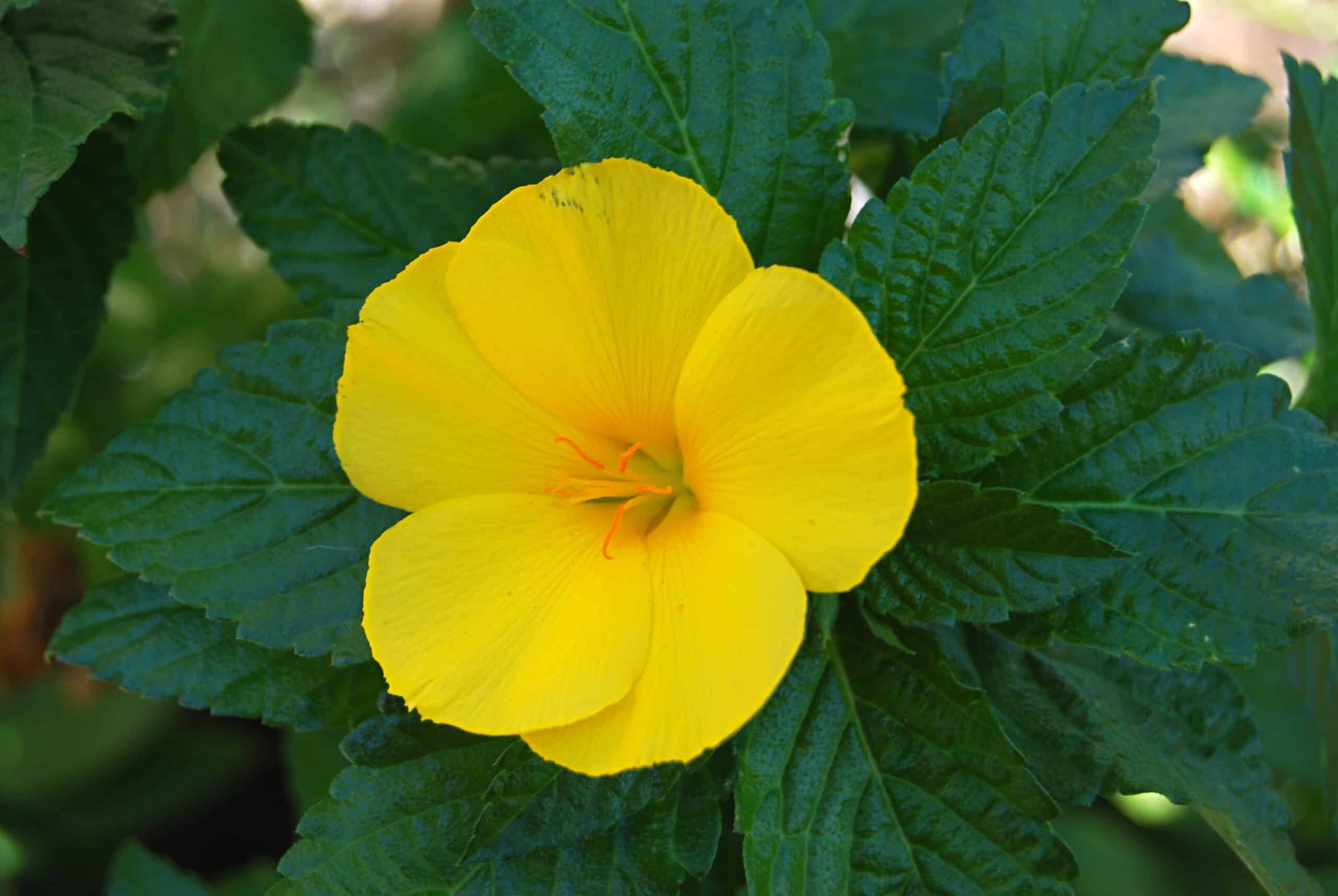 Bunga Turnera kuning penyelamat tumbuhan dari serangan serangga Ini penjelasannya