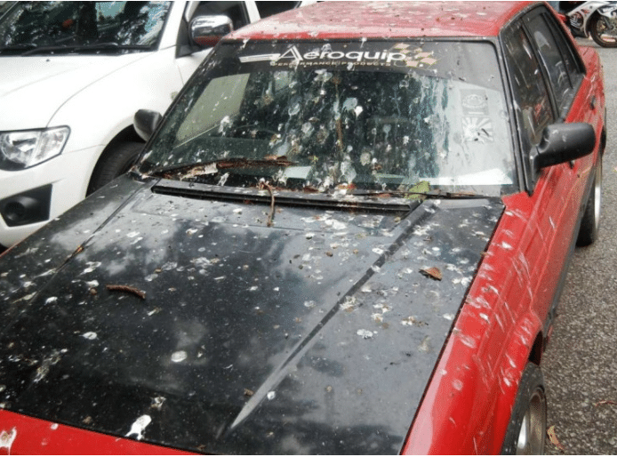 Kereta selalu 'bermandikan' tahi burung? Cepat buat perkara ini kalau sayang kereta
