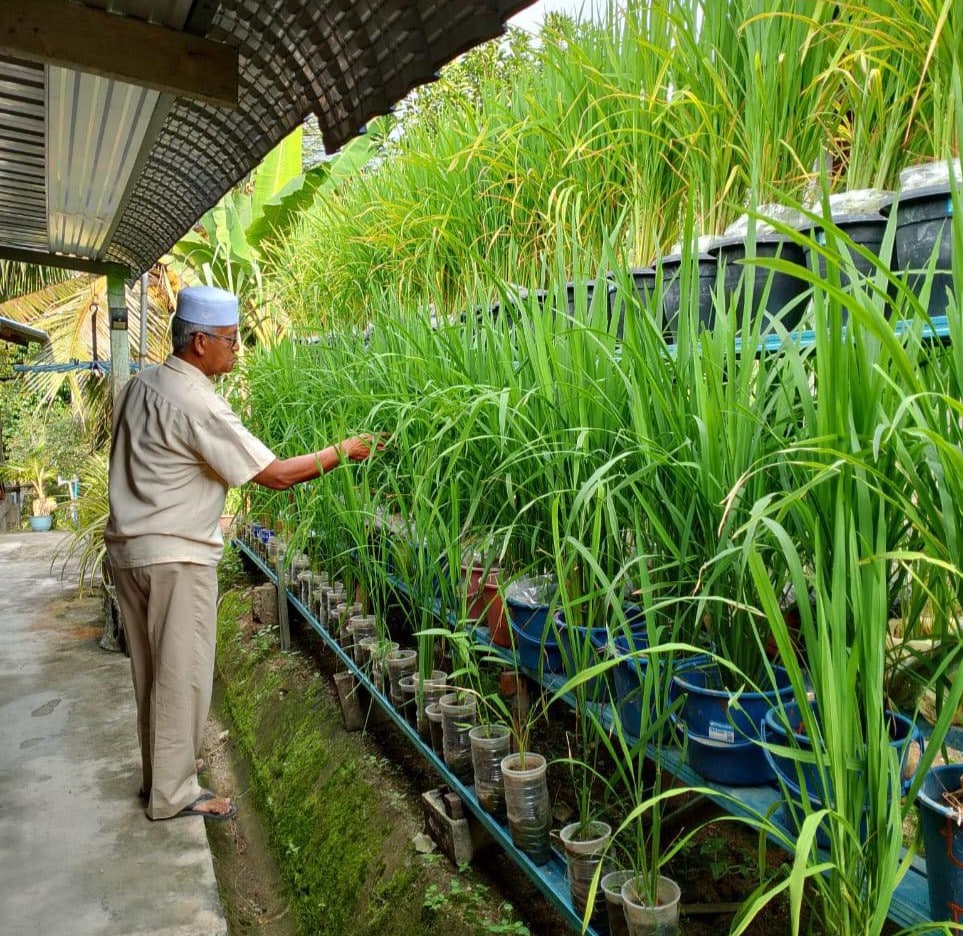 Kreatif! Idea pak cik ini tanam padi dalam polibeg membuahkan hasil siap dapat lawatan luar daerah