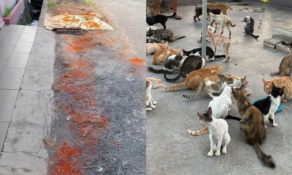 Tabur serbuk cili petua jangan bagi kucing 'membuang', ini luahan hati kepada 'pet lover'