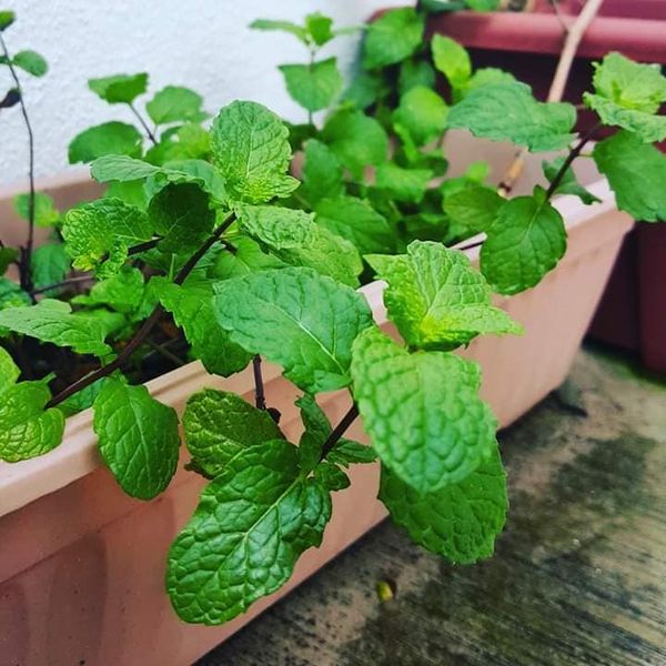 Tak sampai sehari dah layu Ini teknik yang betul simpan daun pudina