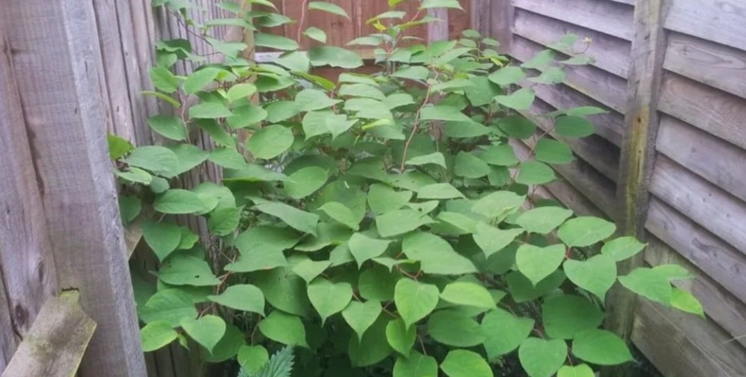 Tak sangka pasal pokok jahat ini firma hartanah rugi ratusan ribu ringgit dah ada pun kes pemilik rumah kena saman