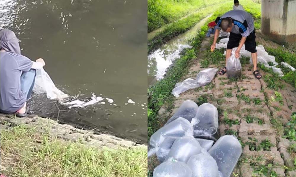 Tular Individu lepas ribuan anak ikan keli ke sungai cetus amarah warga maya