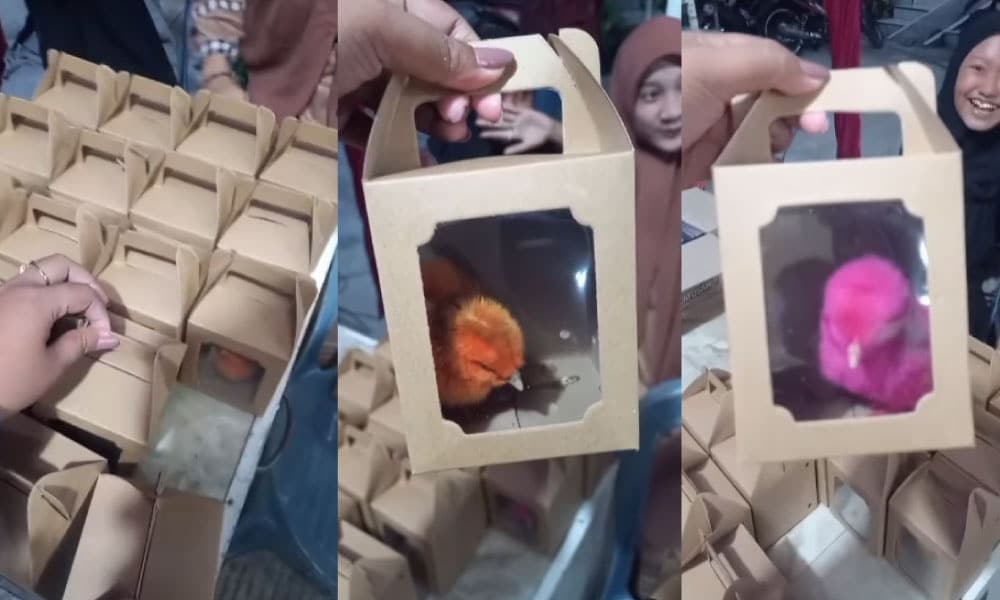 Wah berguna sekali! Tetamu ini terima buah tangan di kenduri kahwin berupa binatang hidup, siap berwarna-warni