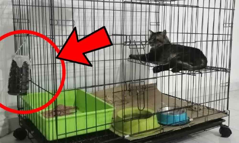 Ramai tak tahu ada cara untuk hapuskan bau kucing dalam rumah