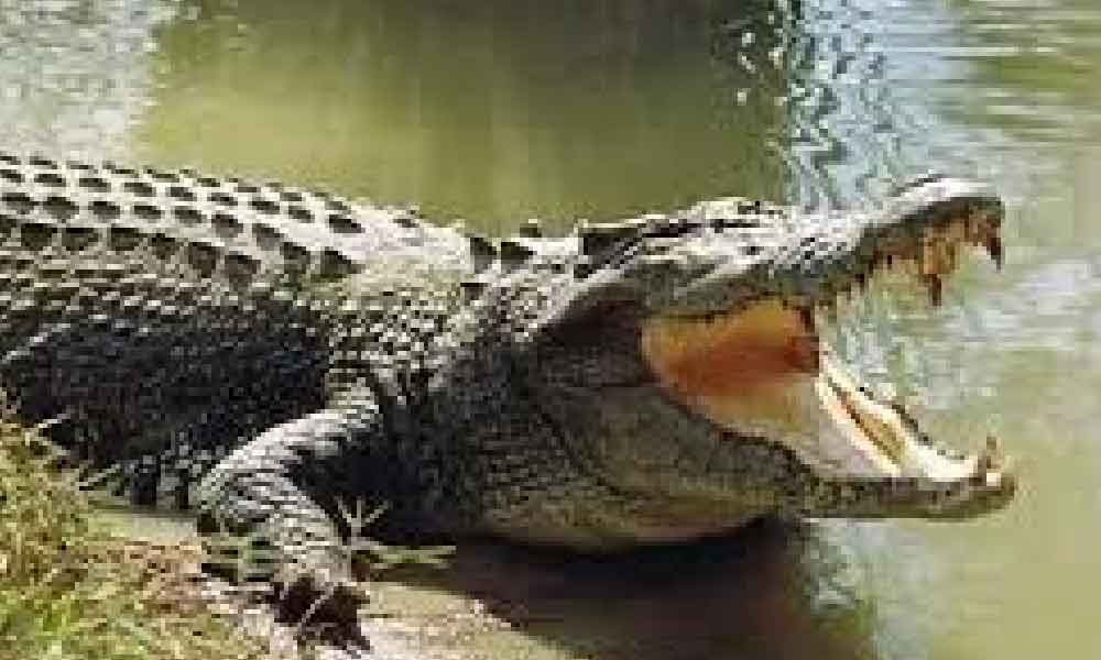 Ini kisah perjanjian Pawang Kadir dengan buaya di Sungai Pahang yang ramai tak tahu