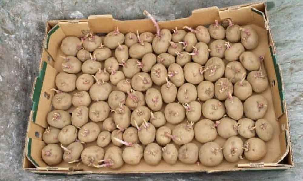 Tips tanam kentang dengan isi banyak, dalam polibeg pun menjadi