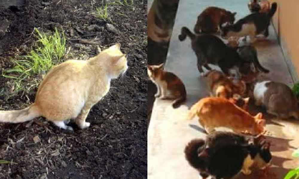 5 tumbuhan yang berkesan halau kucing dari datang rumah