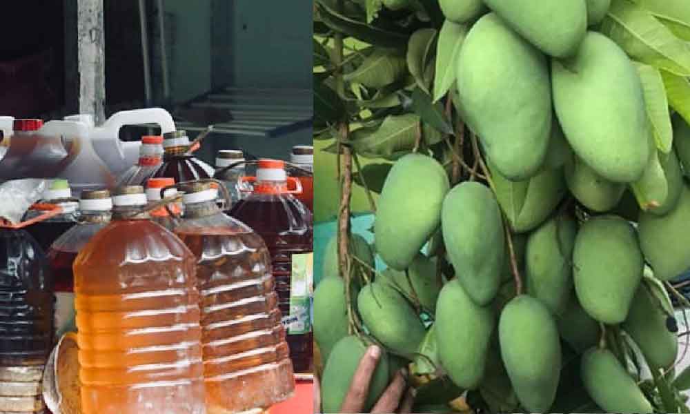 Guna minyak masak je, wanita ini kongsi cara pokok mangga berbuah lebat sampai patah dahan