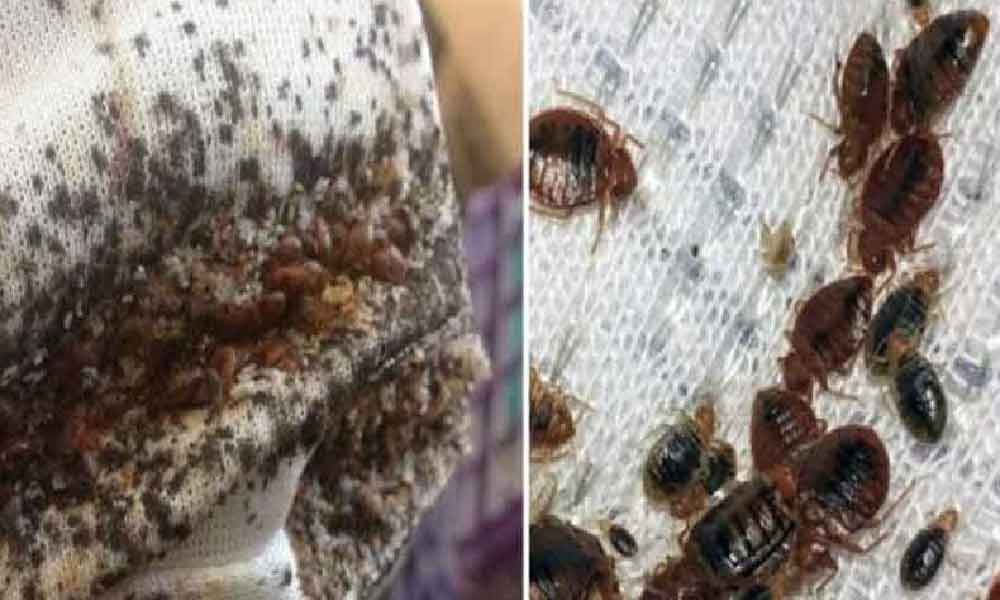 Boleh cuba 8 cara ini hapuskan pepijat pada tilam, jangan biar hingga bersarang