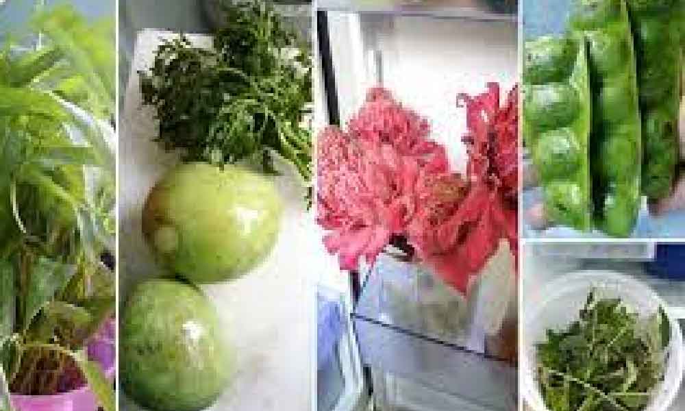 Macam baru petik! Ini petua simpan ulam untuk tahan lama