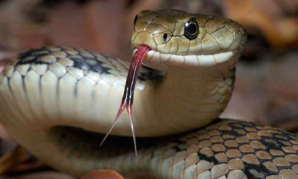 Ular masuk rumah,Jangan panik dan lari, ini 7 cara untuk tanganinya