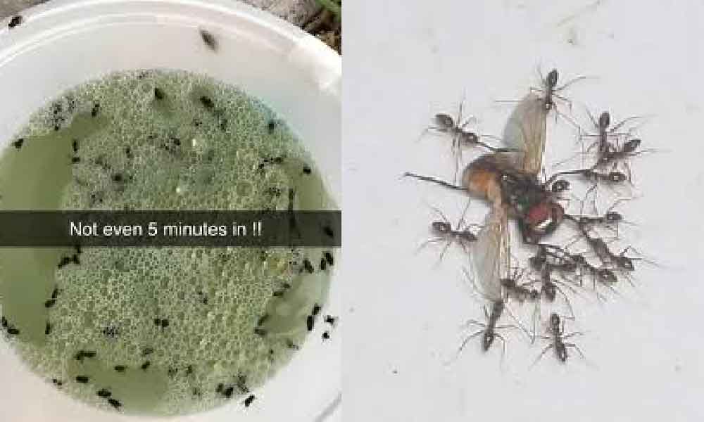 Campur je 3 bahan ini, lalat dan semut pasti 'taubat' nak datang singgah lagi