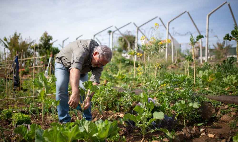 Ramai tak tahu baking soda banyak manfaat untuk tanaman, patutlah digelar kawan baik pekebun