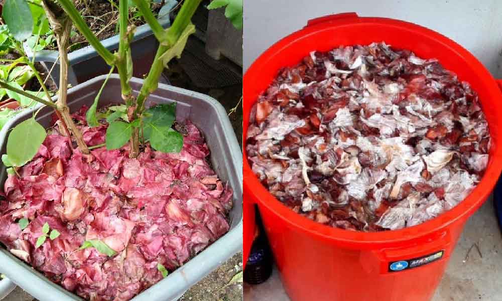 Tak payah pakai racun dah! Kulit bawang buat tanaman anda segar ramai nak tahu caranya