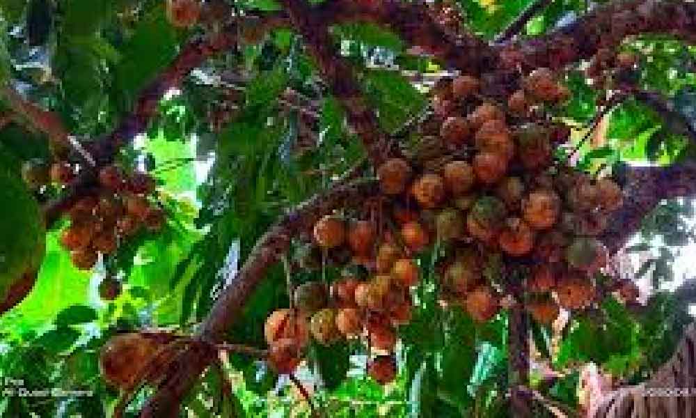 Sayang pokok berbuah lebat tapi buahnya tidak manis, ini rahsia ramai terlepas pandang