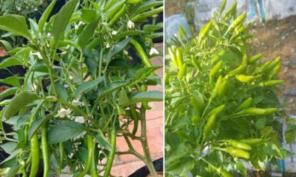 Rupanya bukan senang nak tanam cili, tapi kalau ikut step betul