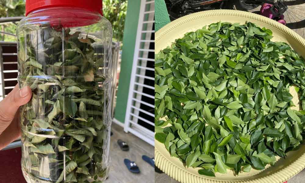 Buat satu tips ini sahaja daun kari pasti wangi berbulan-bulan