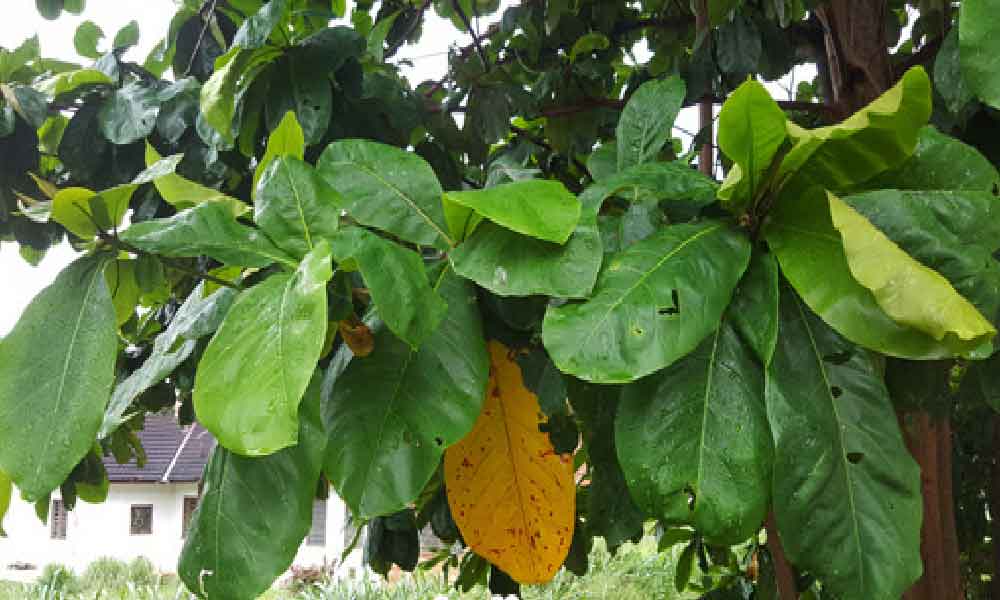 lelaki berjaya jadi jutawan bermodalkan daun ketapang dikutip tepi jalan