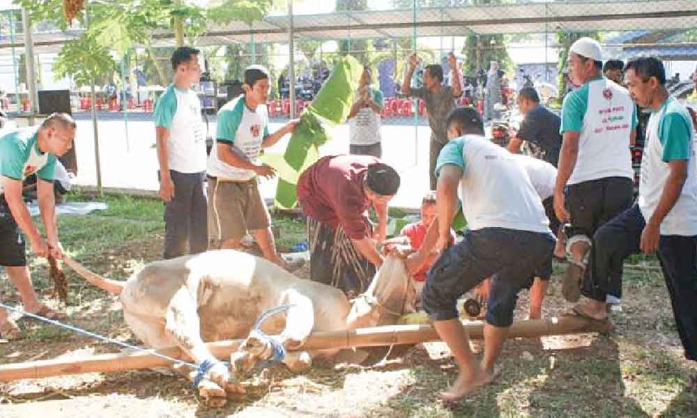 Akhirnya mufti terpaksa tampil perjelas hukum haiwan cacat diguna sembelihan korban