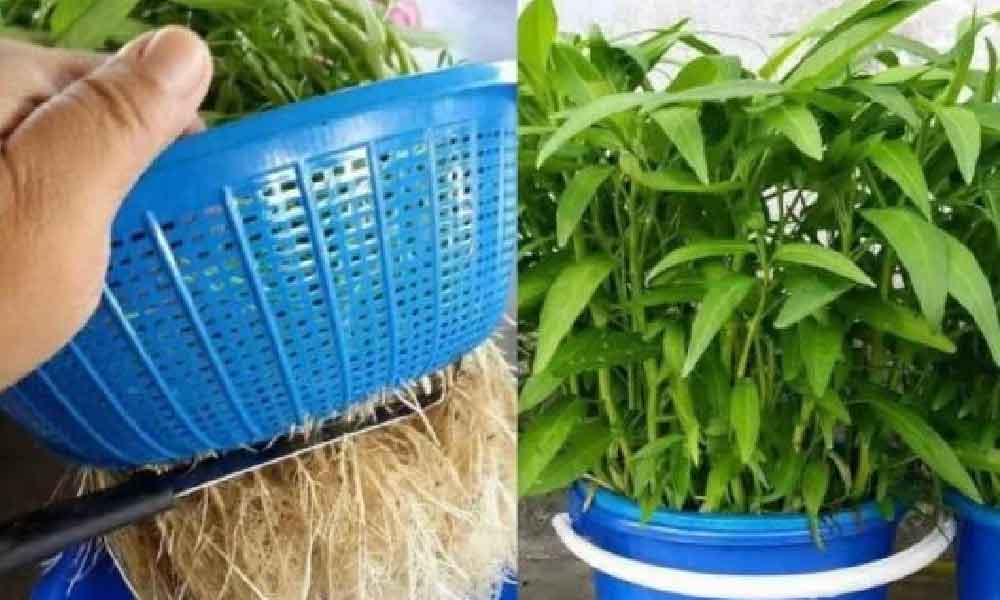 Ini cara mudah taman sendiri kangkung di rumah selamat di makan