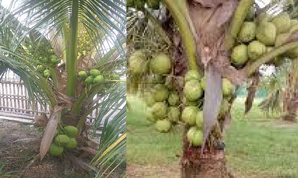 Pokok kelapa pandan jadi malas nak berbuah, ikut teknik ini pasti lebat berbuah
