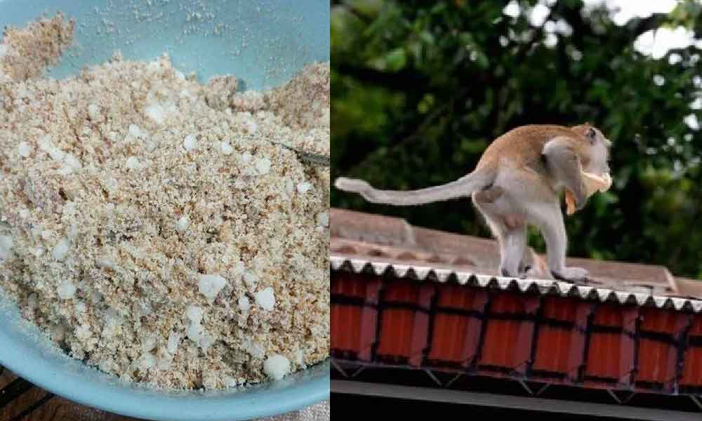 Kawasan rumah ada masalah kera berkeliaran, guna cara ini paling mudah dan berkesan