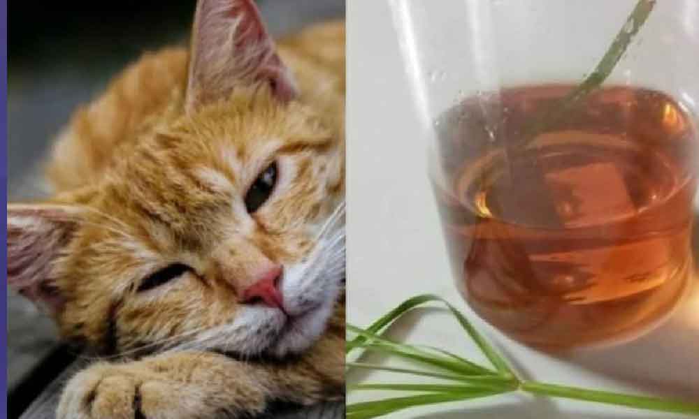 Cuma buat air penawar guna bahan ini saja untuk rawat kucing terkena parvo