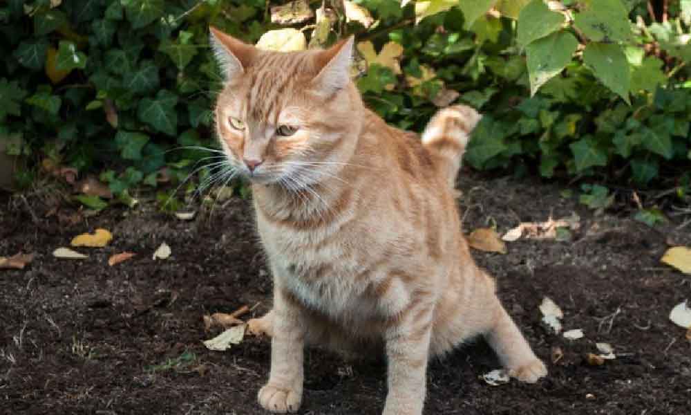 Petua elak kucing berak dan kencing merata, guna 2 bahan dapur ni je