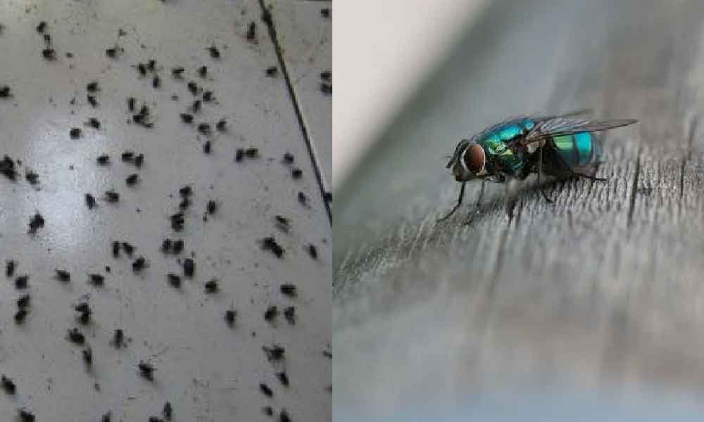 Wanita ini kongsi cara halau lalat 'confirm' jadi, lalat pun tak sempat lari!