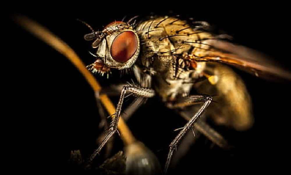 Patutlah susah nak pukul lalat, ini 3 kehebatan lalat sampai susah nak dipukul