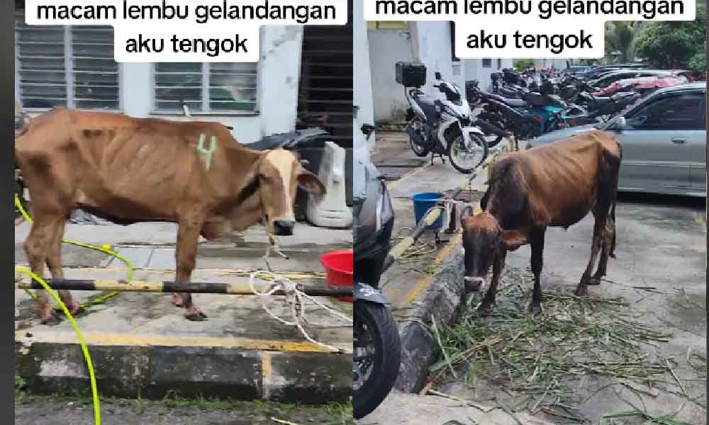 Netizen kecewa lembu kurus kering disembelih untuk korban “Nampak macam tak sihat”