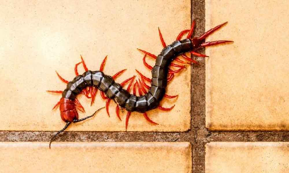 Cara halau lipan dari masuk rumah, guna tiga bahan ini