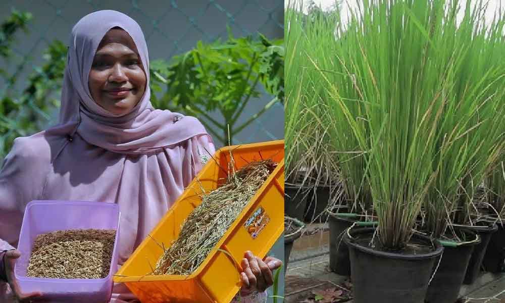 Raih 3.4kg hasil tanam padi dalam pasu dirumah, wanita kongsi caranya, Tengku Ampuan Pahang pun berminat nak tahu