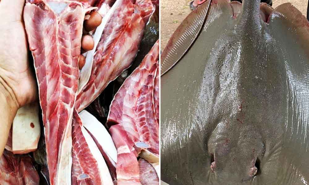 Ini tips penting nak pastikan ikan pari tak berbau