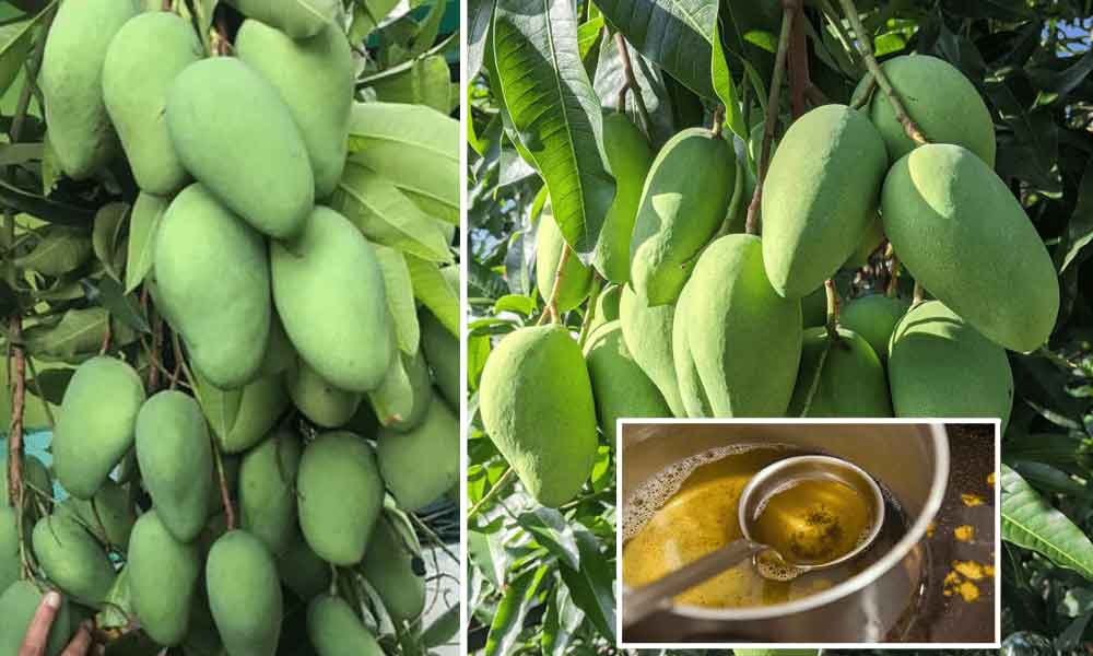 Rahsia pokok buah yang ditanam berbuah lebat, hanya guna minyak saja