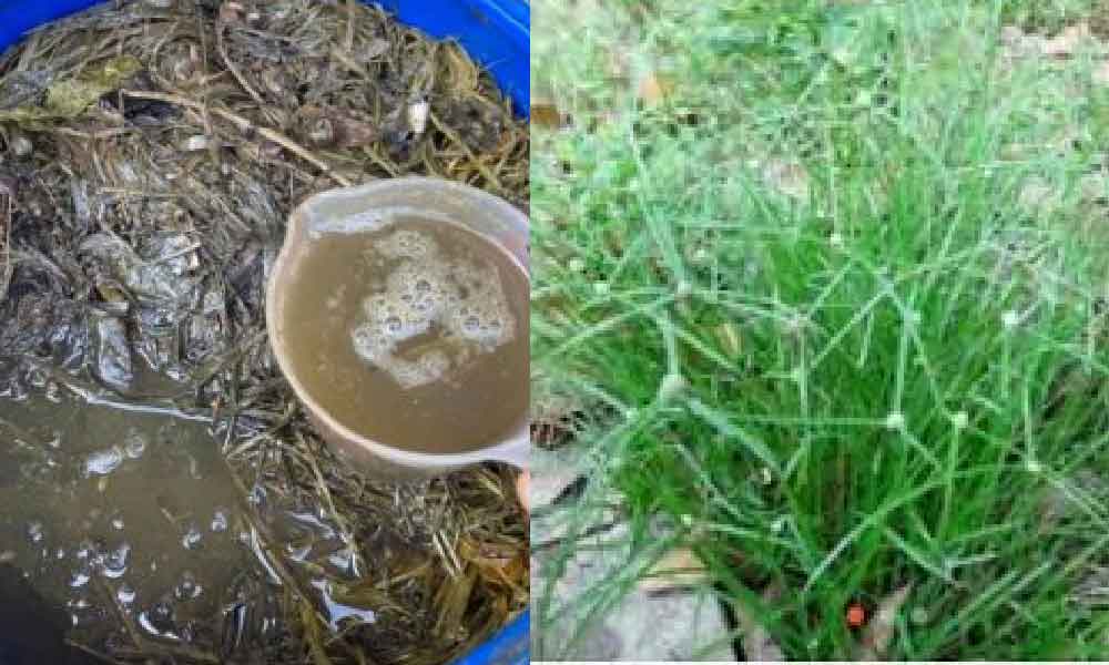 Jangan bakar rumput liar kalau tak nak rugi, ramai tak tahu sebenarnya boleh buat baja