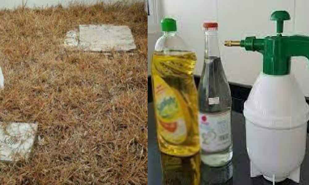 Cara mujarab matikan rumput pasti jadi, sembur waktu pagi, esok terus 'clear'!