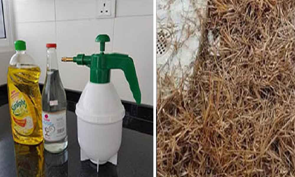 Sembur je campuran 3 bahan ini, 'confirm' terkulai layu rumput lalang