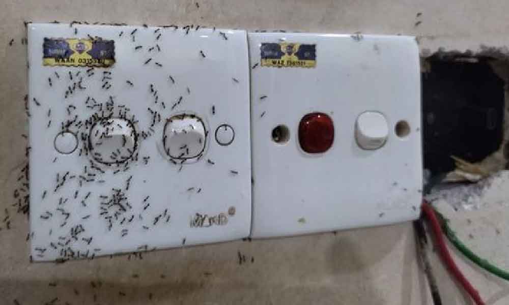Patutlah semut suka buat rumah dalam soket elektrik, lelaki ini ajar cara mujarab nak hapuskan