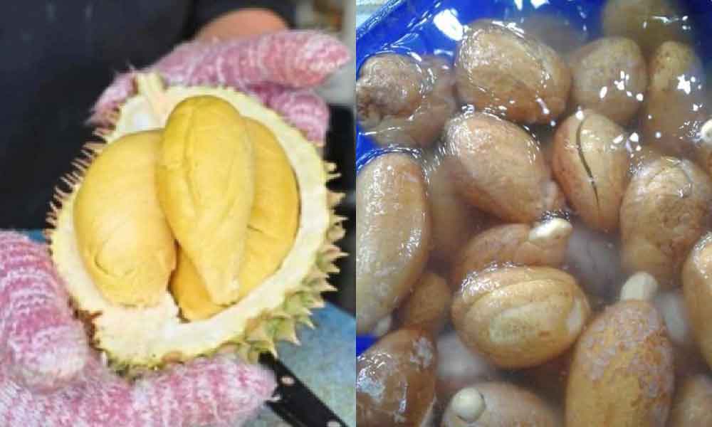 Tak sangka rupanya dengan biji durian boleh jadi benih pokok durian, yang penting ikut dulu petua ini