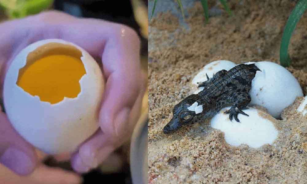 Baru tahu rupanya telur buaya boleh makan, ini pengesahan pejabat Mufti Wilayah
