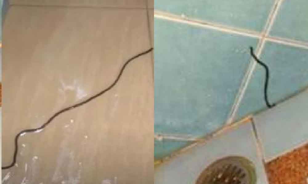 Geli cacing tiba-tiba muncul masa nak membuang, dengan satu bahan ini pasti selesai