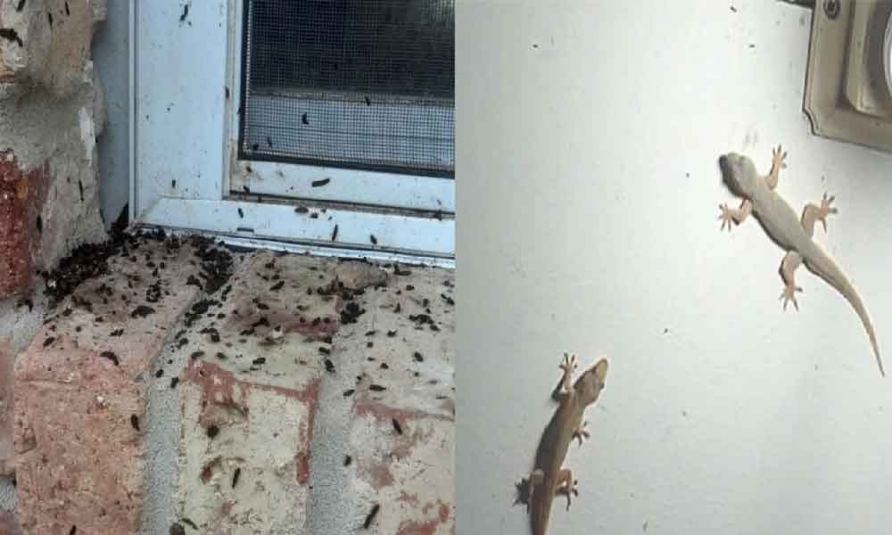 Penat dah nak cuci taik cicak, ini cara nak halau cicak paling padu