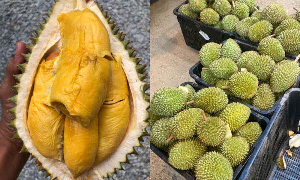 Ramai nak tahu kenapa peniaga ketuk durian dengan pisau sebelum jual