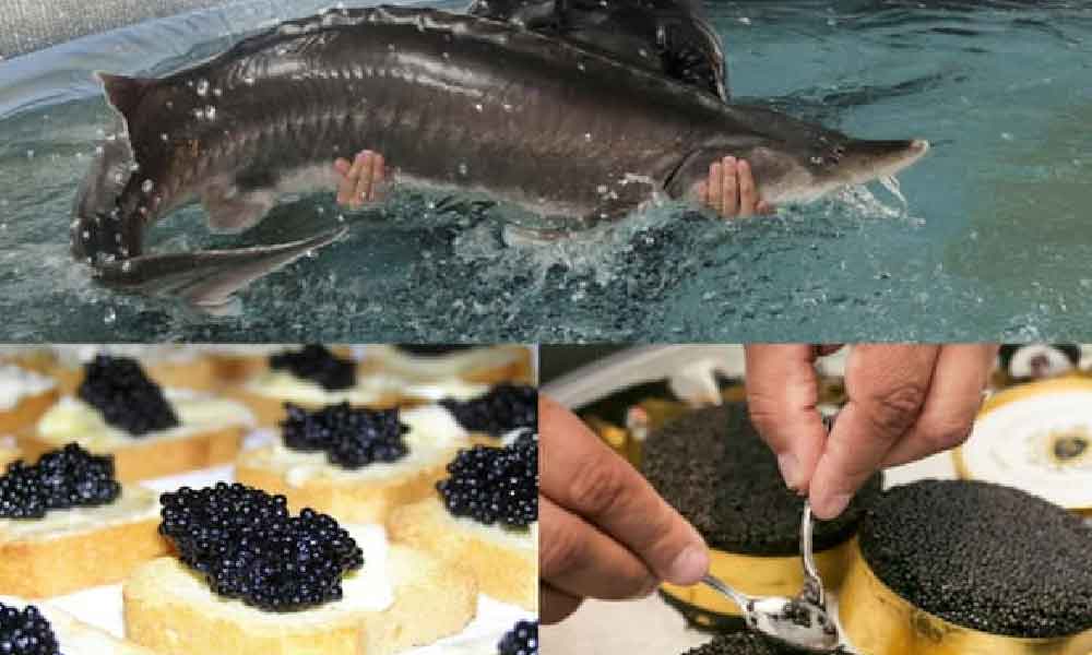 Baru tahu, harga telur ikan pun boleh cecah ribuan ringgit ramai tak tahu