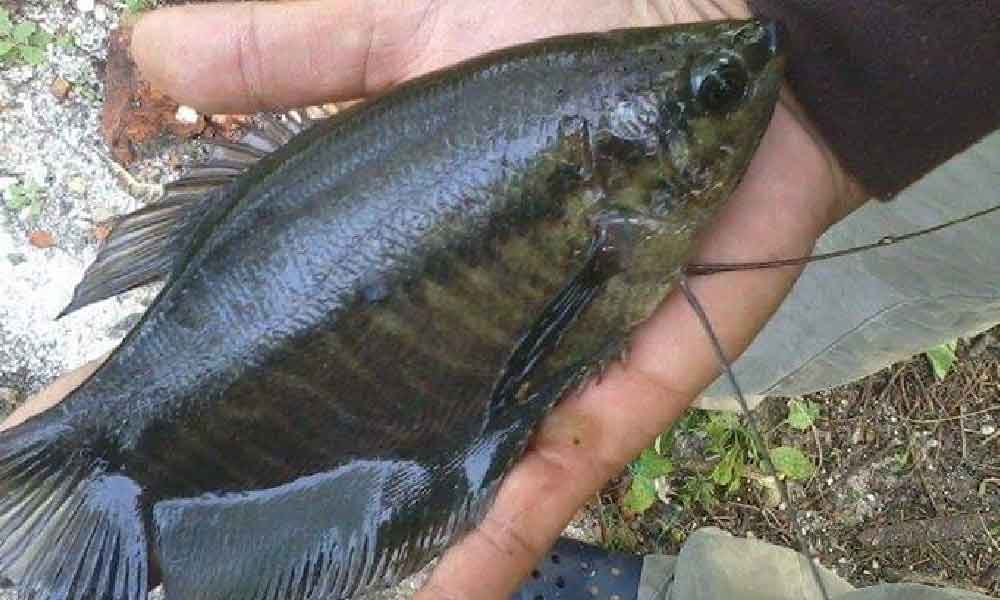 Patut la tak boleh bela, beli & jual ikan ‘alien’, rupanya ini sebabnya