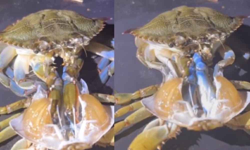 Baru tahu, rupanya ketam boleh salin kulit, macam ini caranya