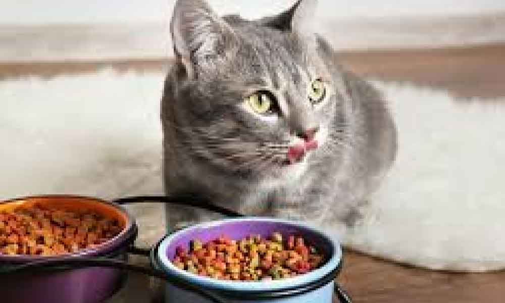 Pernah tak terfikir kenapa kucing selalu makan tak habis? Rupanya ini sebabnya..